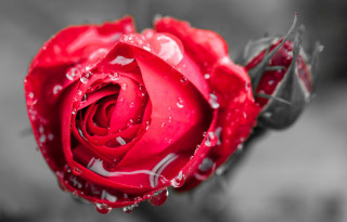 Red rose water droplets macro 4 - rose free wallpaper