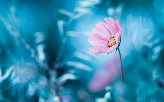 Pink flower blue background leaves - soft color free wallpaper