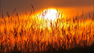 Sunset tallgrass bird flying distant - the sun in the distance free wallpaper
