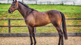 Horse dirt field fence green - a dirt field next free wallpaper