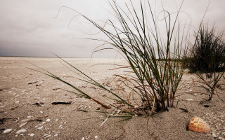 Sea shell beach grass cloudy - a beach free wallpaper for desktop
