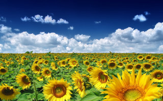 Sunflower field blue sky clouds 8 - a few cloud free wallpaper