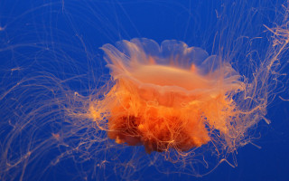 Jellyfish orange hair nature fireworks - jellyfish free wallpaper