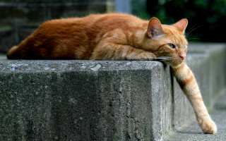 Cat wall glamor night starry - closed free wallpaper