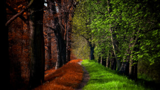 Woodland path green grass trees - green grass and trees free wallpaper