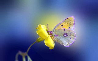Butterfly yellow flower blue background 2 - a yellow flower free wallpaper