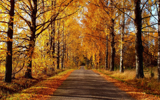 Autumn leaves forest sunset fence - a road free wallpaper