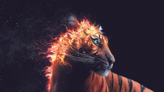 Tiger fire face starry background - a tiger free wallpaper