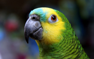Parrot macro blurry background earth - a blurry background of trees and bushes free wallpaper