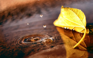 Leaf puddle water drop autumn - a puddle of water free wallpaper