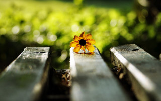 Yellow flower park bench bokeh - green grass free wallpaper for desktop