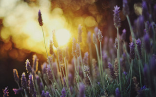 Lavender field sunset reflection outdoors - a field of lavender free wallpaper
