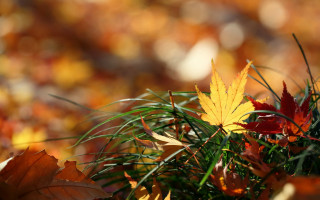 Autumn leaves blurry background bokeh - a blurry background of leaves free wallpaper