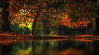 Forest pond trees orange leaves - a pond and trees free wallpaper