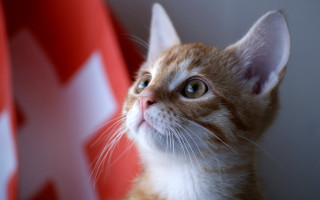 Cat red white background cross - the right side of the image free wallpaper