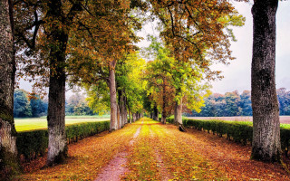 Dirt road autumn leaves park - a field in the background free wallpaper