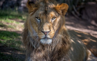 Lion sad portrait animal photography - a sad look free wallpaper