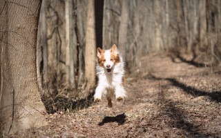 Dog running forest trail bare - art free wallpaper