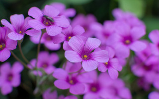 Purple flower bug shallow depth - a bug free wallpaper