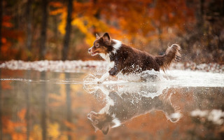 Dog water woods autumn impressionist - a body of water free wallpaper