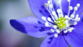 Purple flower white stamens yellow - a yellow center free wallpaper