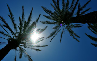 Sunshine palm branches blue sky - the branch free wallpaper