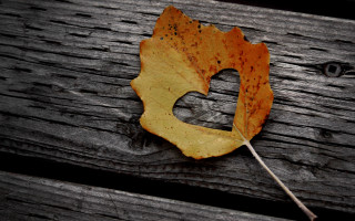 Leaf wooden surface letter d 2 - anne dunn free wallpaper