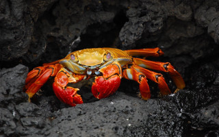 Yellow crab rocky black water - a crab free wallpaper