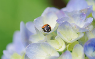 Ladybug purple flower bokeh ecological - a purple flower free wallpaper