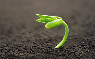Green plant sprout fork leaf - a green plant free wallpaper