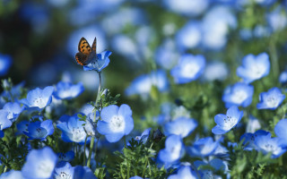 Blue butterfly on blue flower - blue flower free wallpaper for desktop
