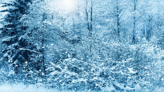 Snowy forest winter cherry blossoms - the branch free wallpaper