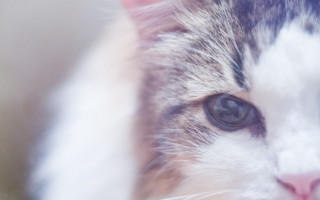 Cat closeup impressionism blurry background - a close up of a cats face free wallpaper