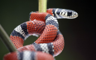 Cobra snake curled stick black - a stick free wallpaper