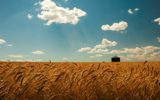 Wheat field barn blue sky - a few white cloud free wallpaper
