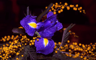 Purple flower yellow stamens green 3 - a purple flower free wallpaper