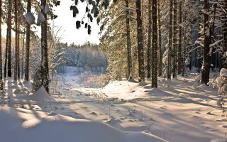 Snow covered forest skier ecological - the ground and a person free wallpaper