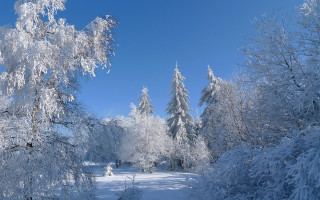 Snowy path trees person sunny - regionalism free wallpaper