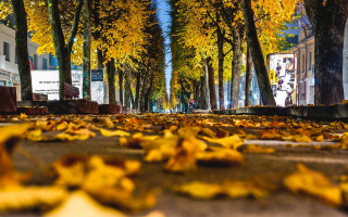 Yellow leaves street autumn city - berlin secession free wallpaper