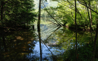 River forest green trees lake - the middle of the forest free wallpaper