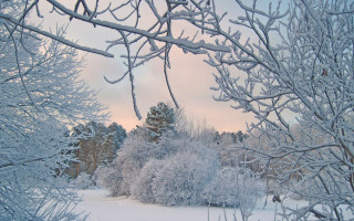 Snowy forest bushes ice sky - snow and ice free wallpaper