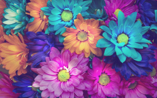 Colorful flower bouquet blue rose - colorful flower free wallpaper