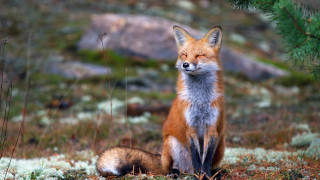 Fox grass pine rock blurry - a fox free wallpaper