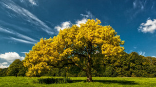 Large tree field blue sky - a blue sky in the background free wallpaper for desktop