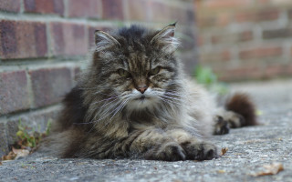 Sad cat brick wall outdoors - a sad look free wallpaper