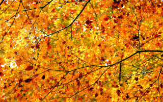 Fall autumn leaves tree colorful - colorful free wallpaper