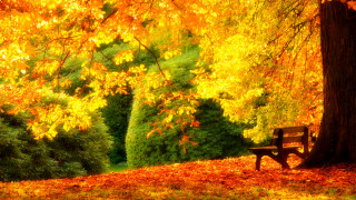 Park bench yellow leaves autumn - yellow leaf free wallpaper