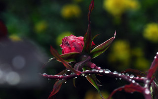 Rose water droplets yellow flower - a single rose free wallpaper