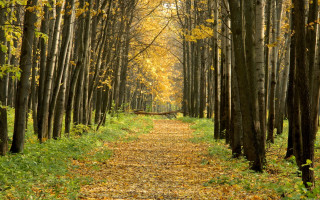 Forest path bench autumn cityscape - lot of trees free wallpaper