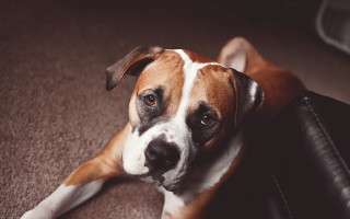 Dog sad laying on couch - canon 5 0 mm free wallpaper